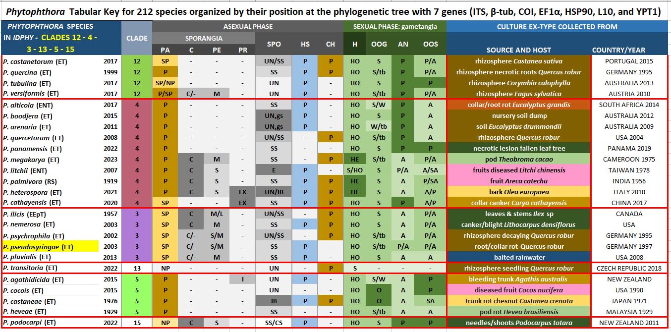    Phytophthora  spp. in Clade 3:  Morphological Tabular key (PDF) and Tabular key legends (PDF) in IDphy2 KEY SECTION. Notice the data of   P. pseudosyringae  Ex-type CBS 111772 = Samp;T BL 51G . Gloria Abad, USDA Samp;T.
